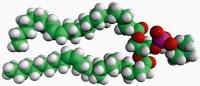 24:1 (Cis) PC 850399C-25MG