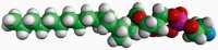 Brain Lyso PE 850095P-10MG