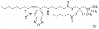 Fluorescent DOTAP 810890P-50UG