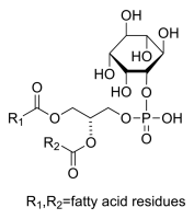 L--Phosphatidylinositol from Glycine max (soybean) 