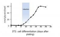 Adipogenesis Kit MAK040-1KT