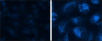 Autophagy Assay Kit MAK138-1KT