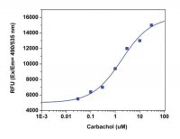 Fluorometric Intracellular pH Assay Kit MAK150-1KT