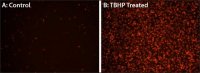 Fluorometric Intracellular Ros Kit MAK142-1KT