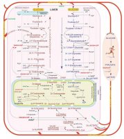 Glycolysis/Gluconeogenesis Metabolite Library ML0013-1KT