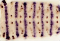 Nitrotetrazolium Blue chloride 