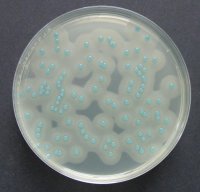ChromoCult Listeria agar (base) acc. OTTAVIANI and AGOSTI 