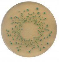 Chromocult Tryptone Bile X-glucuronide agar 