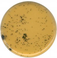 GranuCult Tryptose sulfite cycloserine agar (base) 