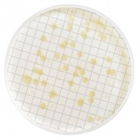 m-Heterotrophic Plate Count Broth MHA000P2S