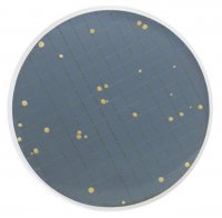 Preservative Resistant Yeast Broth MHA00PRY2