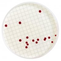 Tryptone Glucose Extract Broth with TTC MHA00P2TT
