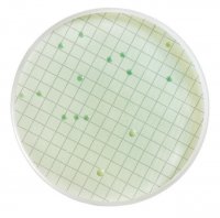 Wallerstein Differential Broth MHA000P2D