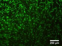 TissueFab - GelAlg-Vis 