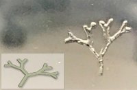 TissueFab- GelAlg-UV bioink 