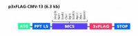 p3XFLAG-CMV-13 Expression Vector 