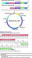 p3xFLAG-Myc-CMV-25 Expression Vector 