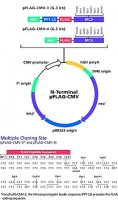 pFLAG-CMV-3 Expression Vector 