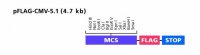 pFLAG-CMV-5.1 Expression Vector 