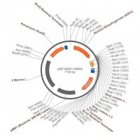 PSF-ADH1-URA3 - MEDIUM STRENGTH YEAST PROMOTER PLASMID OGS537-5UG