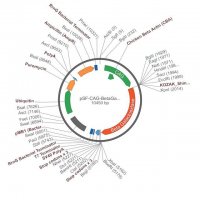 PSF-CAG-BETAGAL-UB-PURO - CAG REPORTER (BETA GAL) PLASMID OGS506-5UG