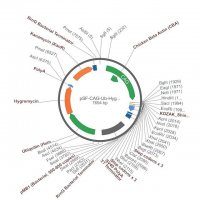 PSF-CAG-UB-HYGRO - CAG HYGROMYCIN PLASMID OGS507-5UG