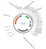 PSF-CBA - CHICKEN BETA ACTIN PROMOTER PLASMID OGS262-5UG