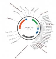 PSF-CMV-AMP - CMV PROMOTER PLASMID OGS2-5UG