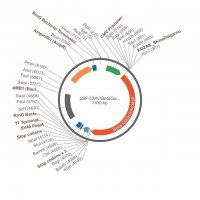 PSF-CMV-BETAGAL - CMV BETA GALACTOSIDASE PLASMID OGS101-5UG