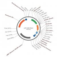 PSF-CMV-BLAST - CMV PROMOTER BLASTICIDIN RESISTANT PLASMID OGS588-5UG