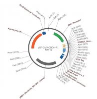PSF-CMV-COOH-P2A-3 - FMDV P2A PLASMID OGS65-5UG