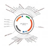 PSF-CMV-FLUC - CMV FIREFLY LUCIFERASE PLASMID OGS102-5UG