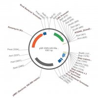 PSF-CMV-HIV-REV - HIV REV EXPRESSION VECTOR OGS593-5UG