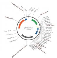 PSF-CMV-KAN - KANAMYCIN RESISTANCE PLASMID OGS10-5UG