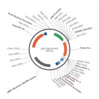 PSF-CMV-KRYFP - CMV YFP REPORTER PLASMID OGS510-5UG