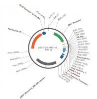 PSF-CMV-NH2-HA-EKT-NCOI - N-TERMINAL FLU HA TAG PLASMID OGS93-5UG