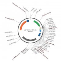PSF-CMV-P15A ORI - P15A ORIGIN (~10 COPIES LOW) PLASMID OGS11-5UG