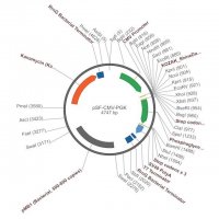 PSF-CMV-PGK - DUAL PROMOTER EXPRESSION PLASMID OGS387-5UG