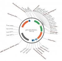 PSF-CMV-PGK-KRYFP - YFP MAMMALIAN PGK PROMOTER PLASMID OGS611-5UG