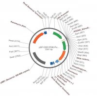 PSF-CMV-PGK-PURO - DUAL PROMOTER PUROMYCIN PLASMID OGS394-5UG