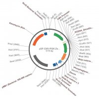 PSF-CMV-PGK-ZEO - DUAL PROMOTER ZEOCIN PLASMID OGS398-5UG