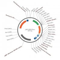 PSF-CMV-PURO - CMV DRIVEN PUROMYCIN SELECTION PLASMID OGS584-5UG