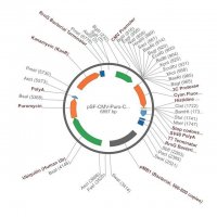 PSF-CMV-PURO-COOH-3C-FRCFP-6HIS - C-TERMINAL 6 HIS AND CFP DUAL TAG MAMMALIAN PLASMID OGS1352-5UG