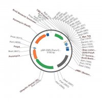 PSF-CMV-PURO-COOH-CMYC - C-TERMINAL C-MYC TAG MAMMALIAN PLASMID OGS3424-5UG