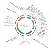 PSF-CMV-PURO-COOH-FRCFP - C-TERMINAL CFP TAG MAMMALIAN PLASMID OGS1366-5UG