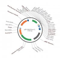 PSF-CMV-PURO-COOH-S-TAG - C-TERMINAL S-TAG TAG MAMMALIAN PLASMID OGS3429-5UG