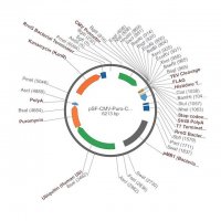 PSF-CMV-PURO-COOH-TEV-FLAG-6HIS - C-TERMINAL 6 HIS AND FLAG DUAL TAG MAMMALIAN PLASMID OGS1232-5UG