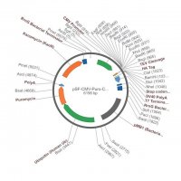 PSF-CMV-PURO-COOH-TEV-HA - C-TERMINAL HA TAG MAMMALIAN PLASMID OGS1128-5UG