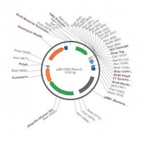 PSF-CMV-PURO-COOH-TEV-STREP - C-TERMINAL STREP TAG MAMMALIAN PLASMID OGS1132-5UG