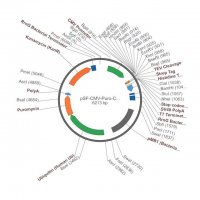 PSF-CMV-PURO-COOH-TEV-STREP-6HIS - C-TERMINAL 6 HIS AND STREP DUAL TAG MAMMALIAN PLASMID OGS1240-5UG